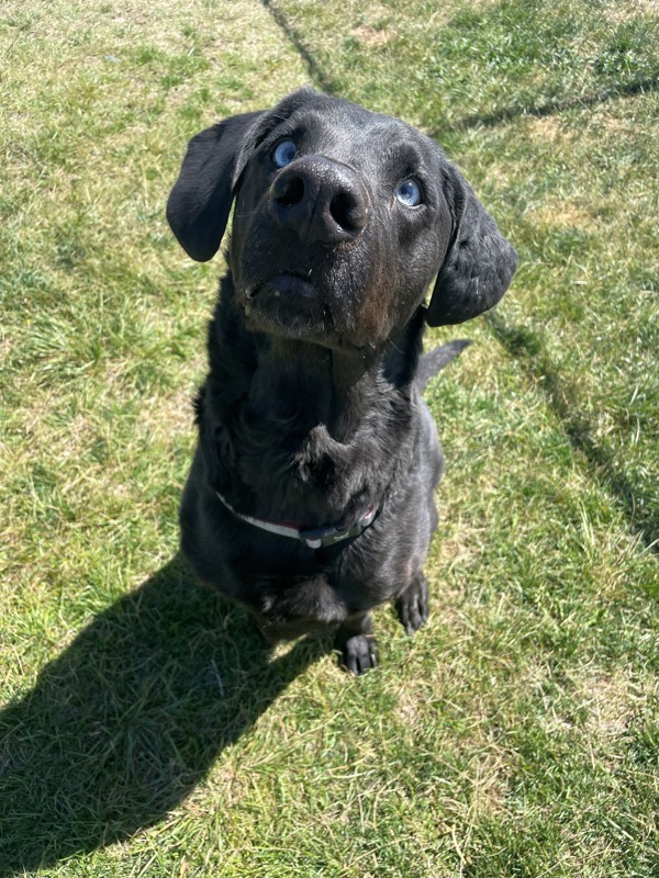 Buster, an adoptable Mixed Breed in Great Falls, MT, 59405 | Photo Image 4