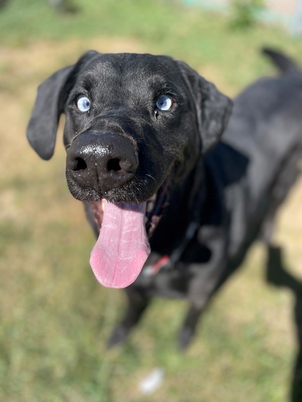 Buster, an adoptable Mixed Breed in Great Falls, MT, 59405 | Photo Image 5