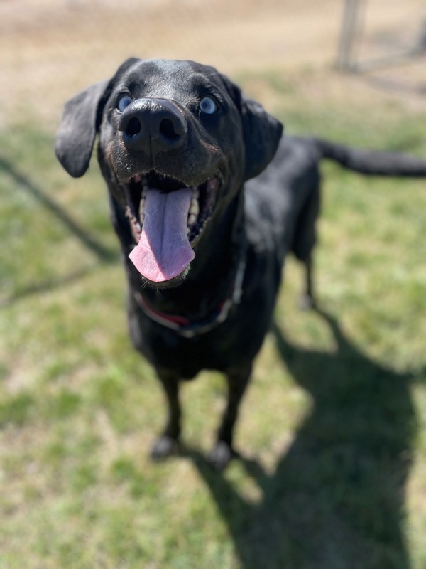 Buster, an adoptable Mixed Breed in Great Falls, MT, 59405 | Photo Image 6