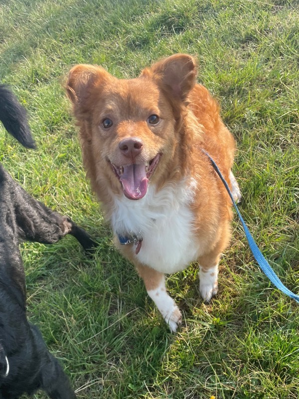 Frankie, an adoptable Mixed Breed in Great Falls, MT, 59405 | Photo Image 1