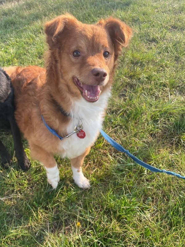 Frankie, an adoptable Mixed Breed in Great Falls, MT, 59405 | Photo Image 2