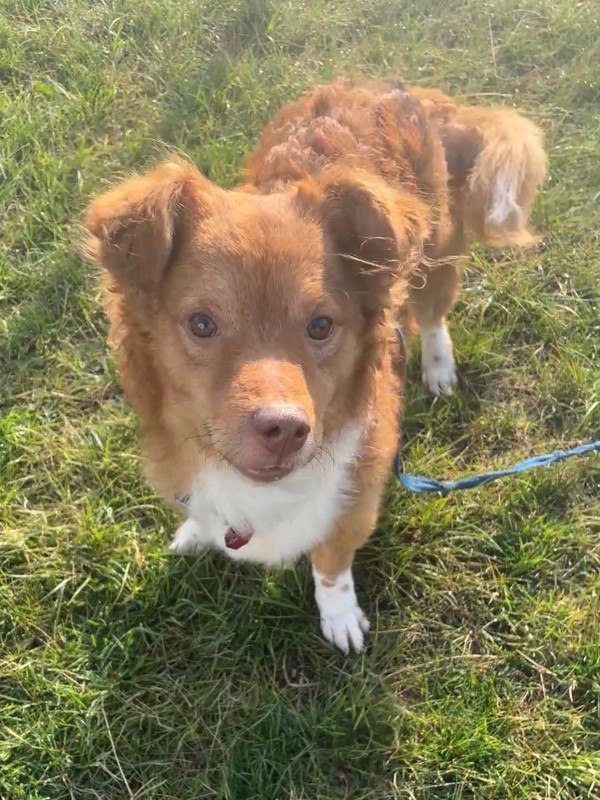 Frankie, an adoptable Mixed Breed in Great Falls, MT, 59405 | Photo Image 3