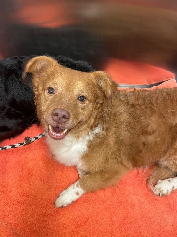 Frankie, an adoptable Mixed Breed in Great Falls, MT, 59405 | Photo Image 4