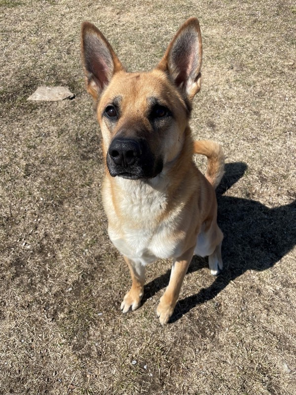 Laddy, an adoptable Mixed Breed in Great Falls, MT, 59405 | Photo Image 3