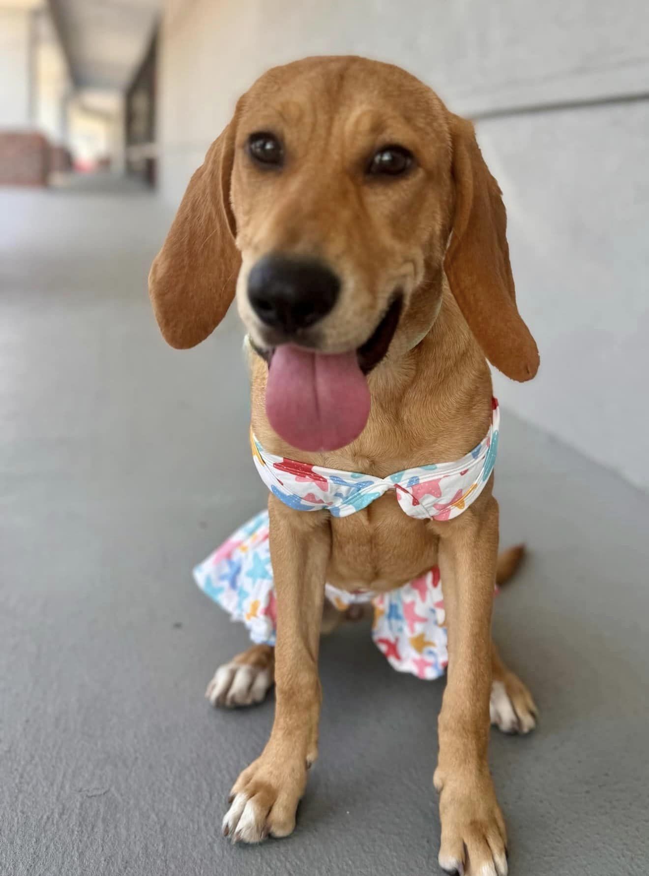 Diamond, an adoptable Bloodhound, Labrador Retriever in Glen St Mary, FL, 32040 | Photo Image 1