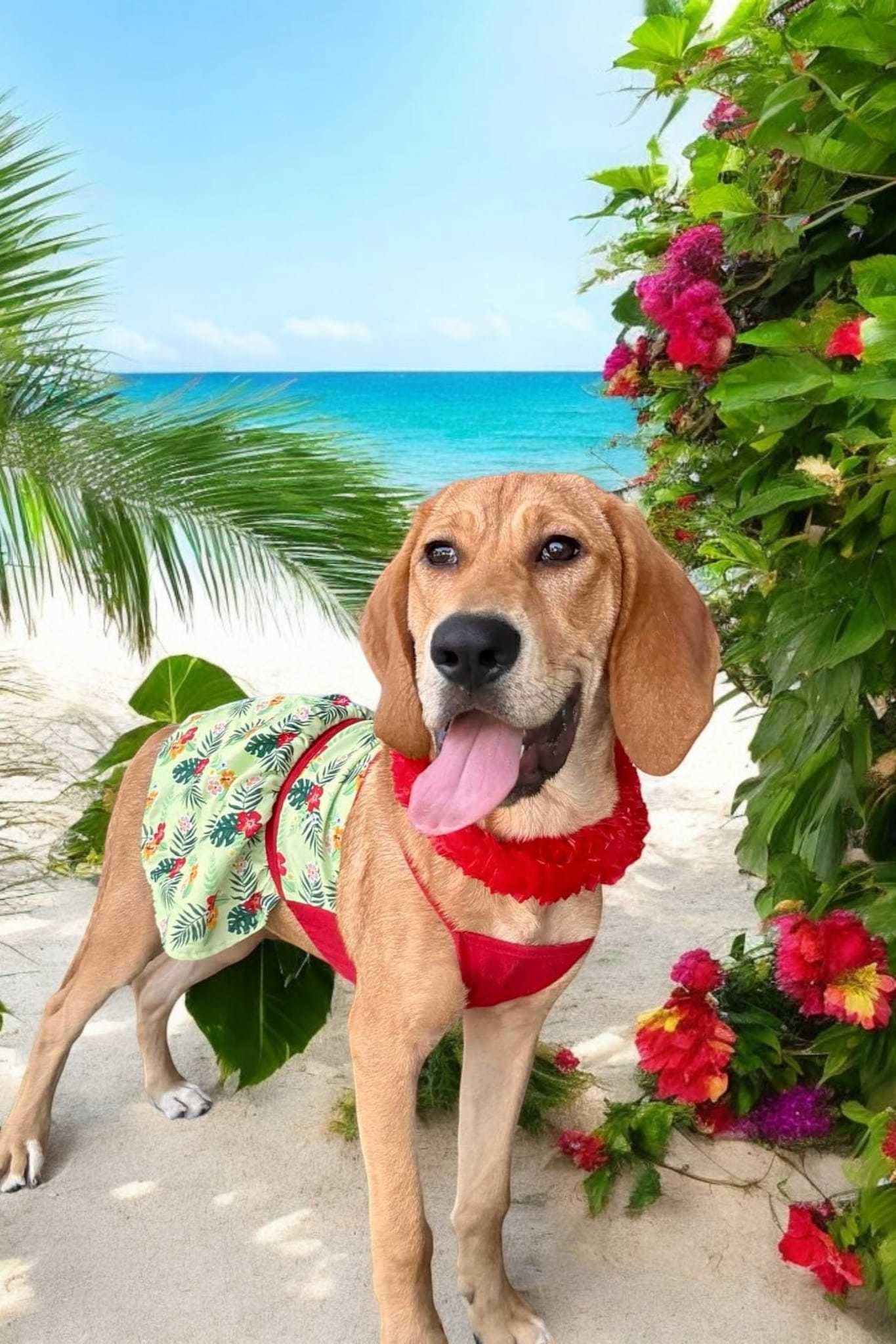 Diamond, an adoptable Bloodhound, Labrador Retriever in Glen St Mary, FL, 32040 | Photo Image 2