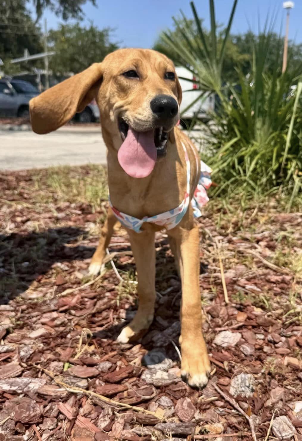 Diamond, an adoptable Bloodhound, Labrador Retriever in Glen St Mary, FL, 32040 | Photo Image 3