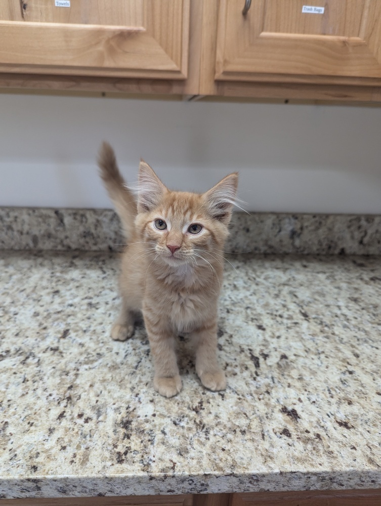 Kayo, an adoptable Domestic Long Hair in Salmon, ID, 83467 | Photo Image 1