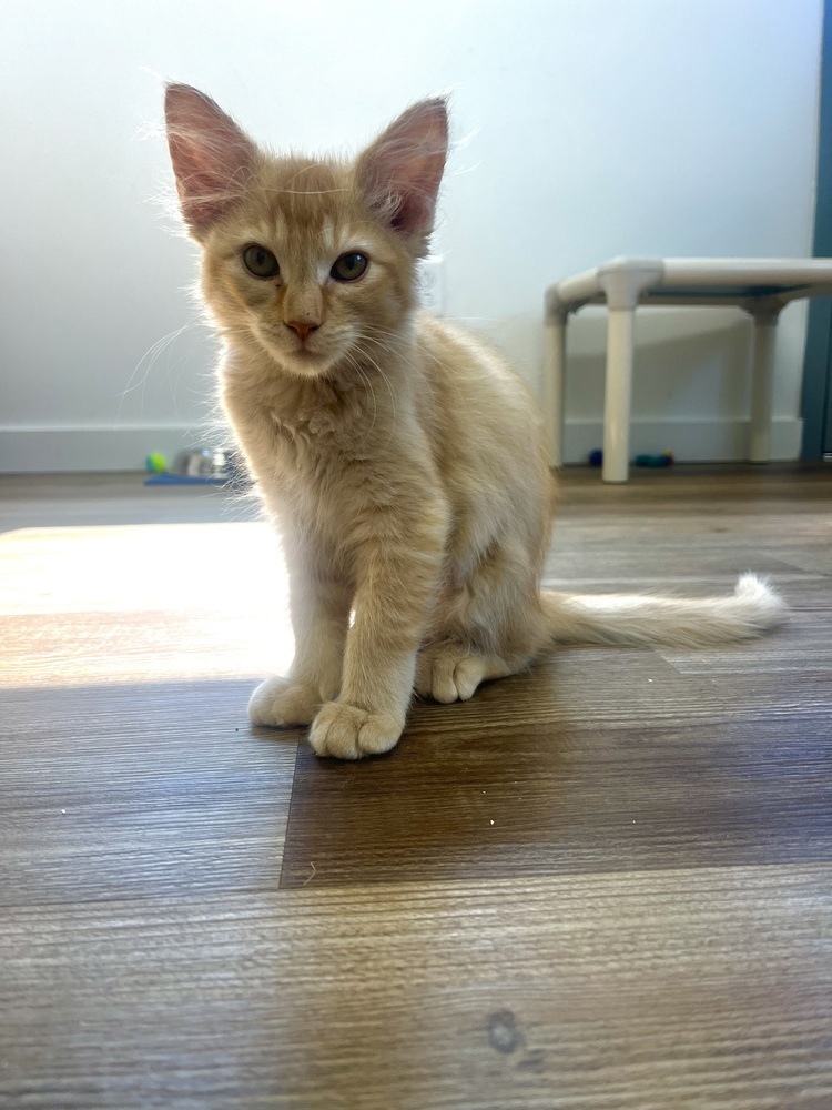 Ponyo, an adoptable Domestic Long Hair in Salmon, ID, 83467 | Photo Image 1