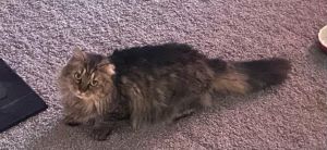 Urgent Plea Foster or Adopt Maize a Special Kitty in Need Metro Atlanta area Only Meet Maize - A