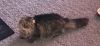 Maize - Beautiful Tabby - Feral/Semi-Feral Kitty photo 1