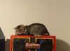 Maize - Beautiful Tabby - Feral/Semi-Feral Kitty photo 2