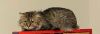 Maize - Beautiful Tabby - Feral/Semi-Feral Kitty photo 3