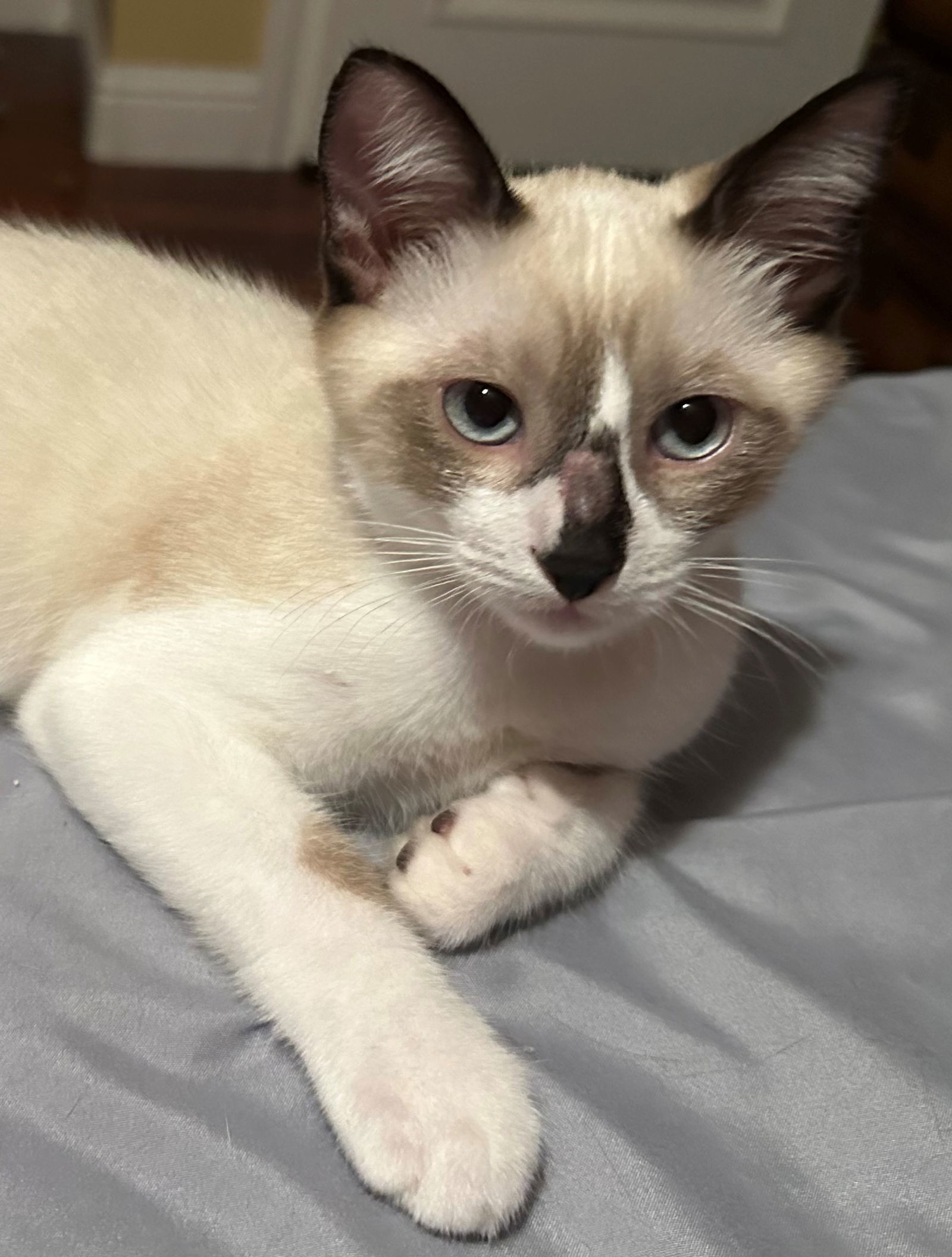 Beach: Sunset, an adoptable Snowshoe, Domestic Short Hair in Palo Alto, CA, 94306 | Photo Image 1