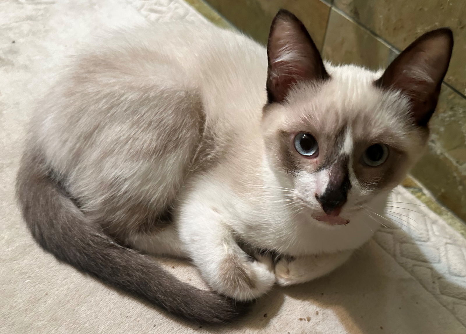 Beach: Sunset, an adoptable Snowshoe, Domestic Short Hair in Palo Alto, CA, 94306 | Photo Image 2