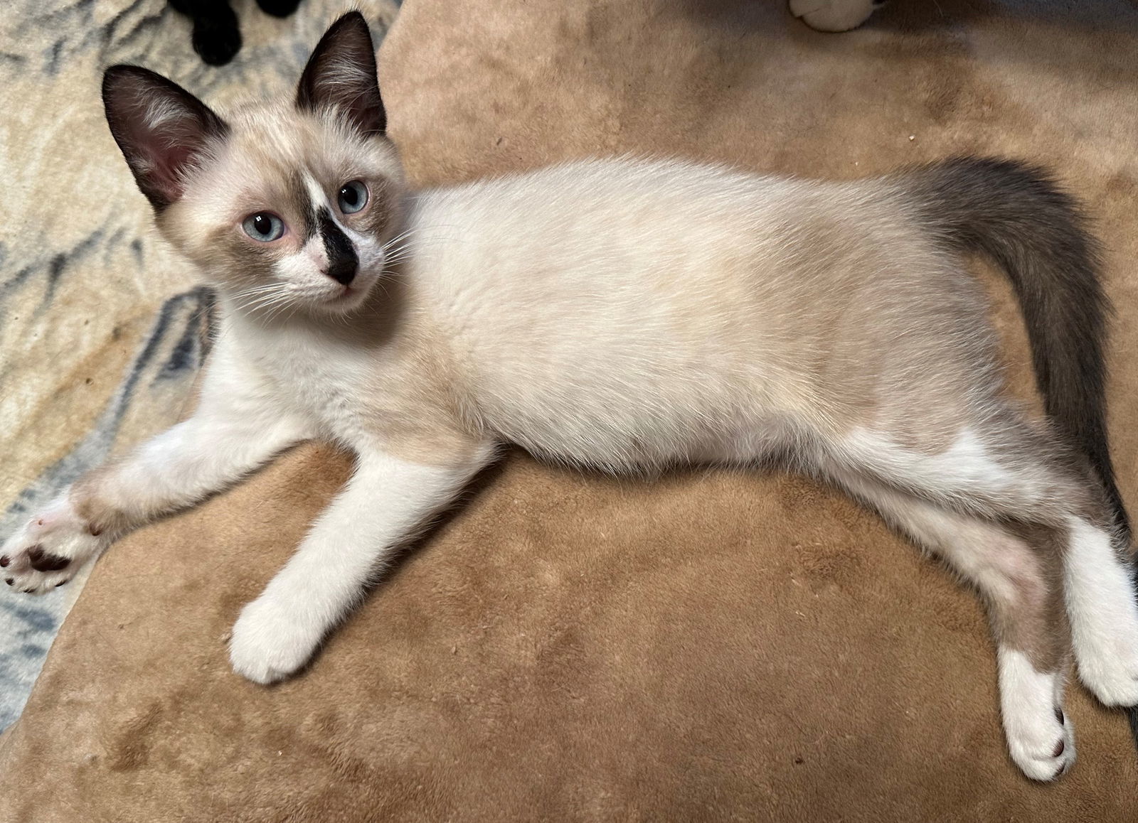 Beach: Sunset, an adoptable Snowshoe, Domestic Short Hair in Palo Alto, CA, 94306 | Photo Image 3