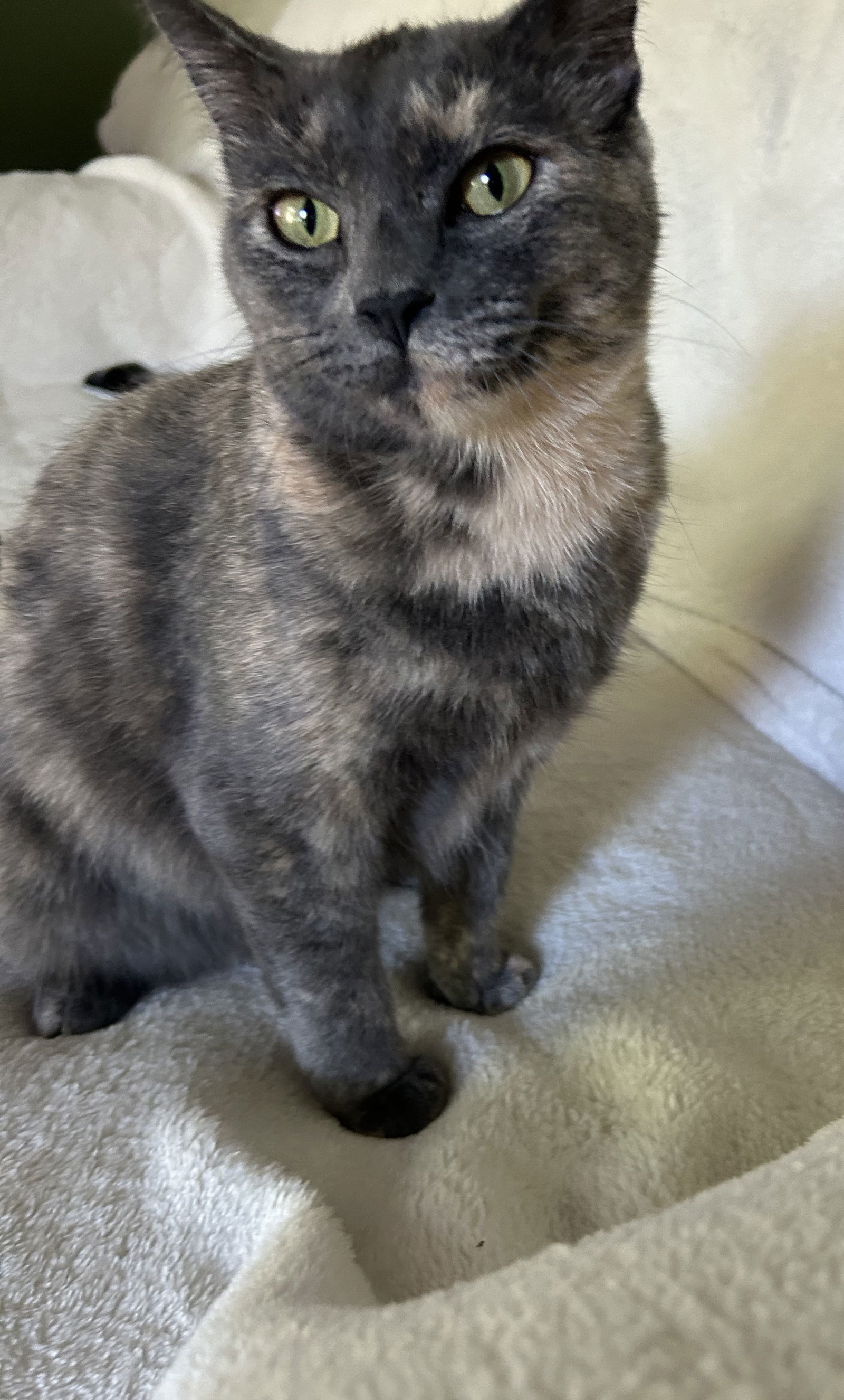 Ginger, an adoptable Dilute Tortoiseshell, Domestic Short Hair in Traverse City, MI, 49686 | Photo Image 1