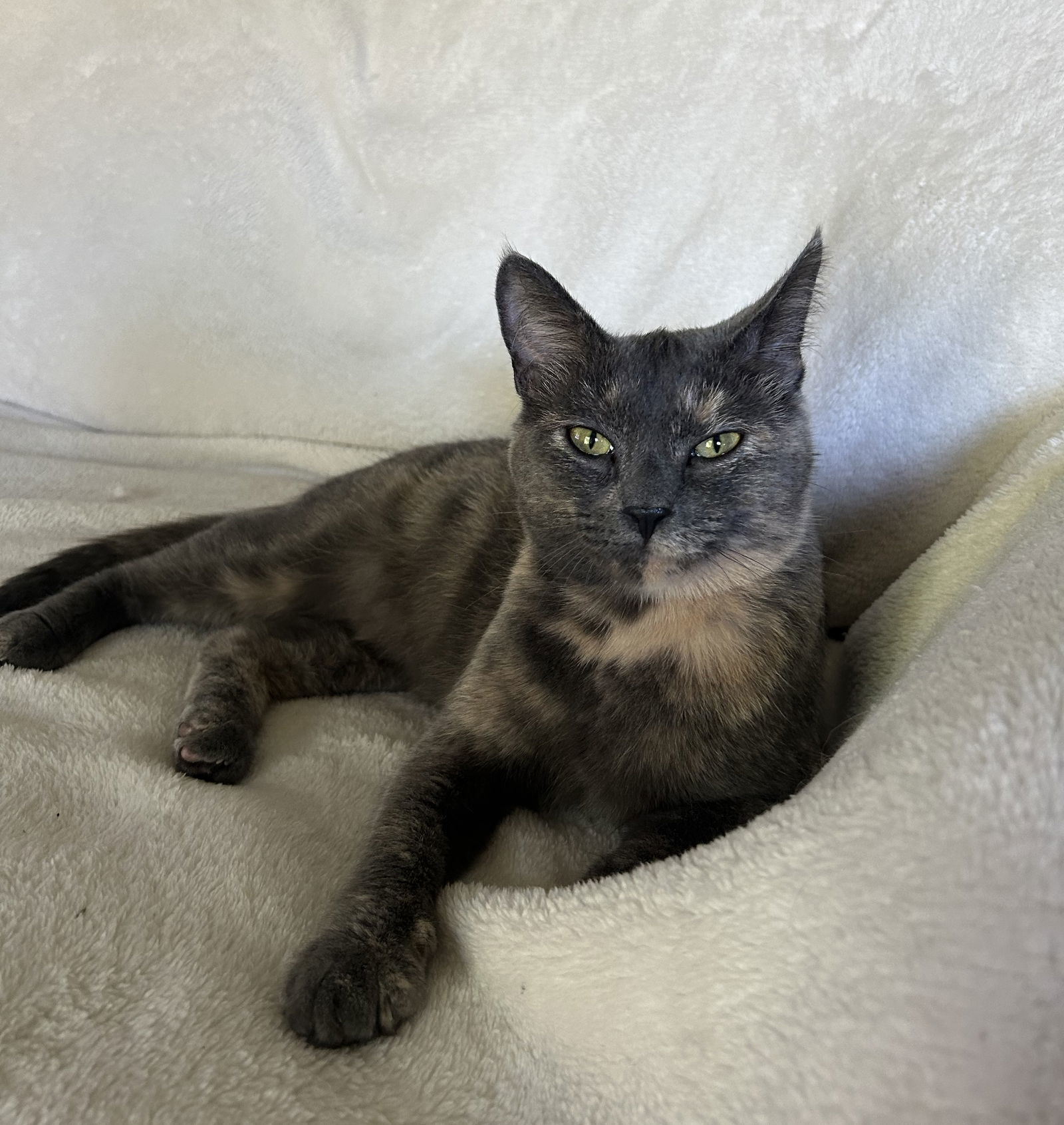 Ginger, an adoptable Dilute Tortoiseshell, Domestic Short Hair in Traverse City, MI, 49686 | Photo Image 2