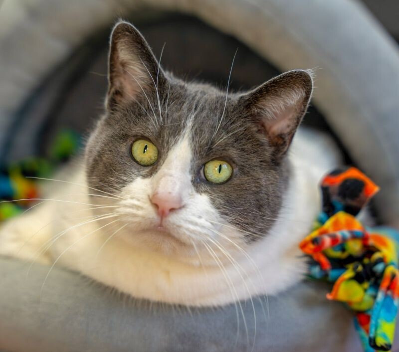Mitzy Marbles, an adoptable Domestic Short Hair in Arlington, WA, 98223 | Photo Image 1