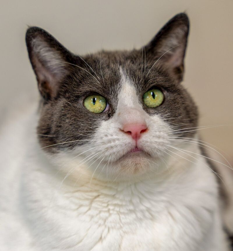 Mitzy Marbles, an adoptable Domestic Short Hair in Arlington, WA, 98223 | Photo Image 3
