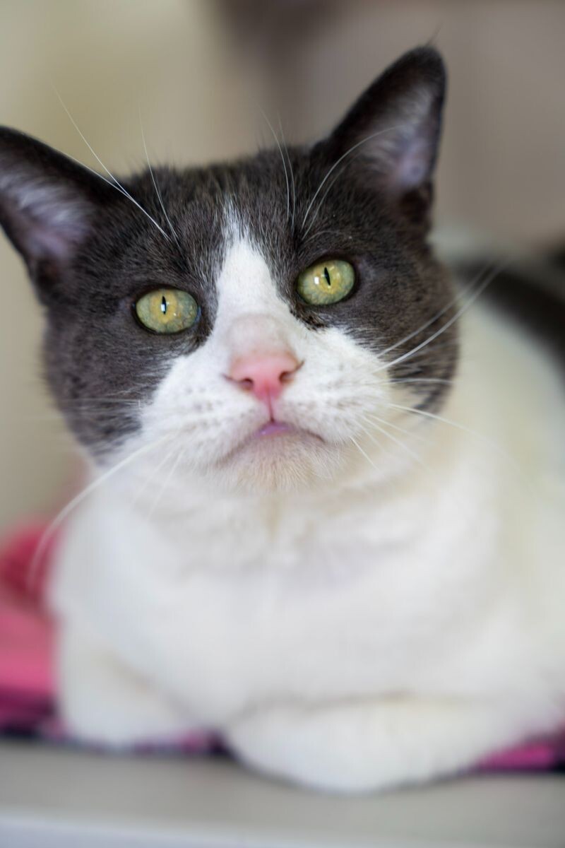 Mitzy Marbles, an adoptable Domestic Short Hair in Arlington, WA, 98223 | Photo Image 5