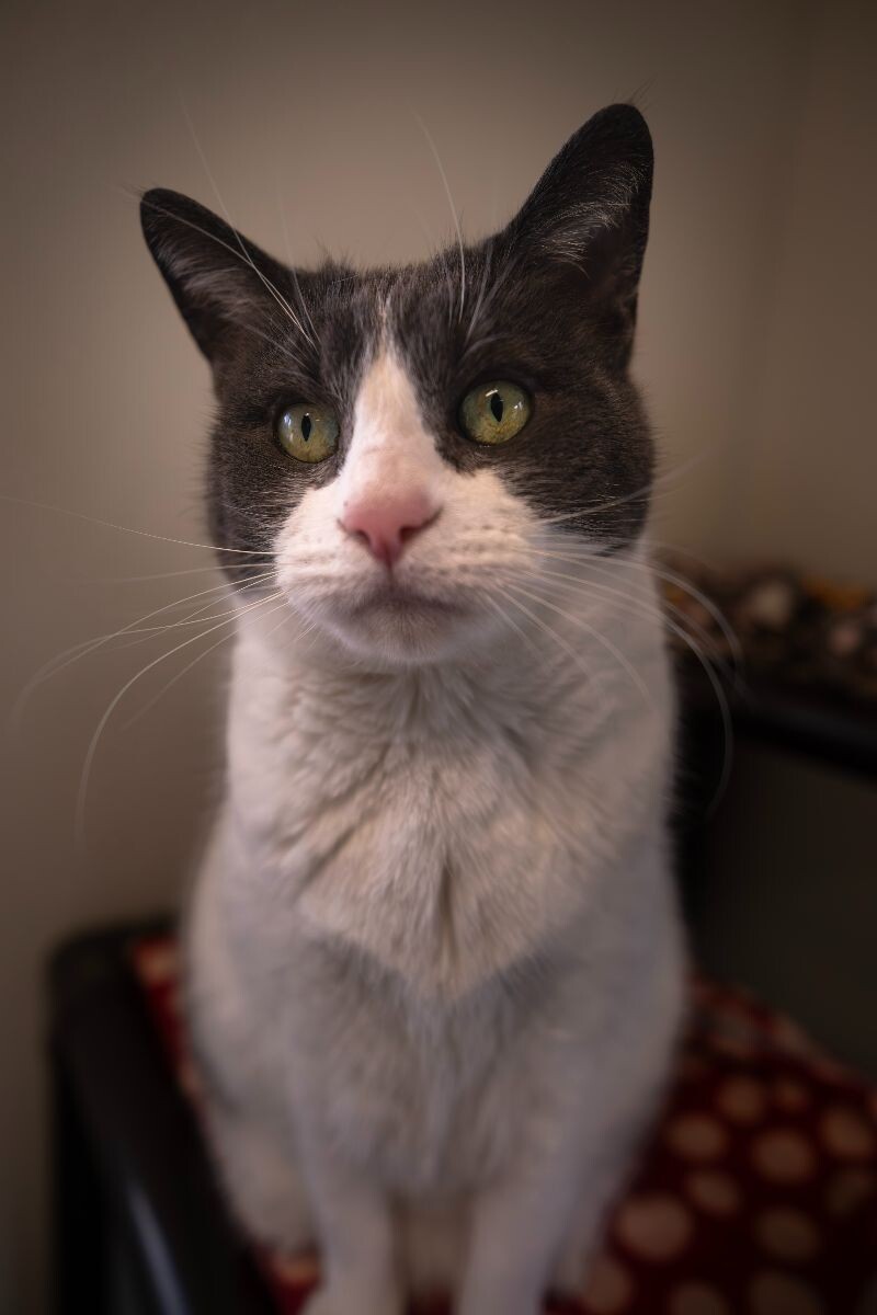 Mitzy Marbles, an adoptable Domestic Short Hair in Arlington, WA, 98223 | Photo Image 6