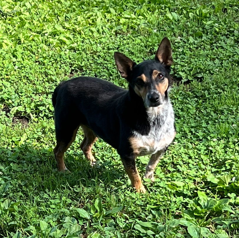 George* +, an adoptable Corgi in Columbia, TN, 38401 | Photo Image 1