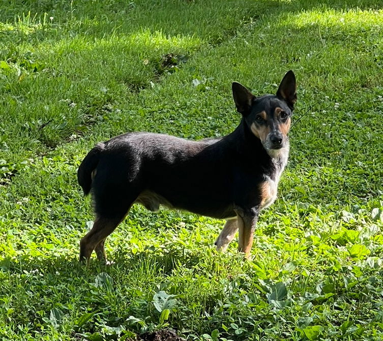 George* +, an adoptable Corgi in Columbia, TN, 38401 | Photo Image 2
