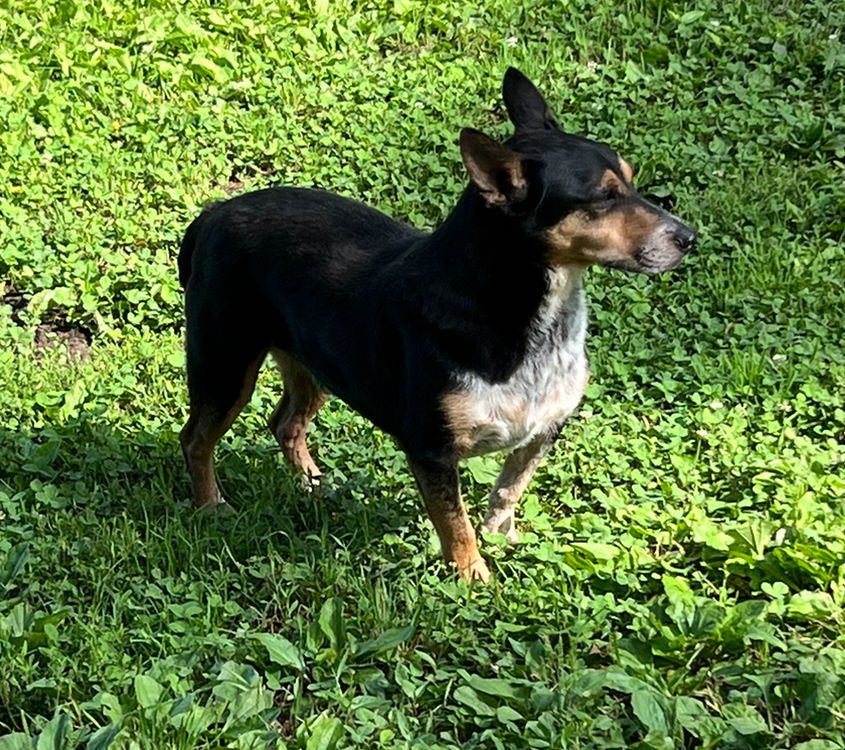 George* +, an adoptable Corgi in Columbia, TN, 38401 | Photo Image 3