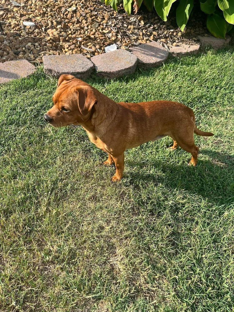 Goofy DD