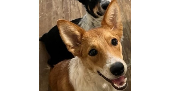 Gus (NKA Zero), an adoptable Corgi in Columbia, TN, 38401 | Photo Image 2