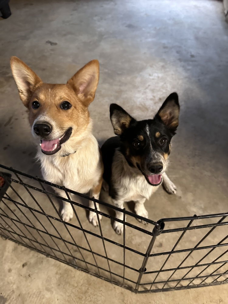 Gus and Heidi/ Spooky & Zero