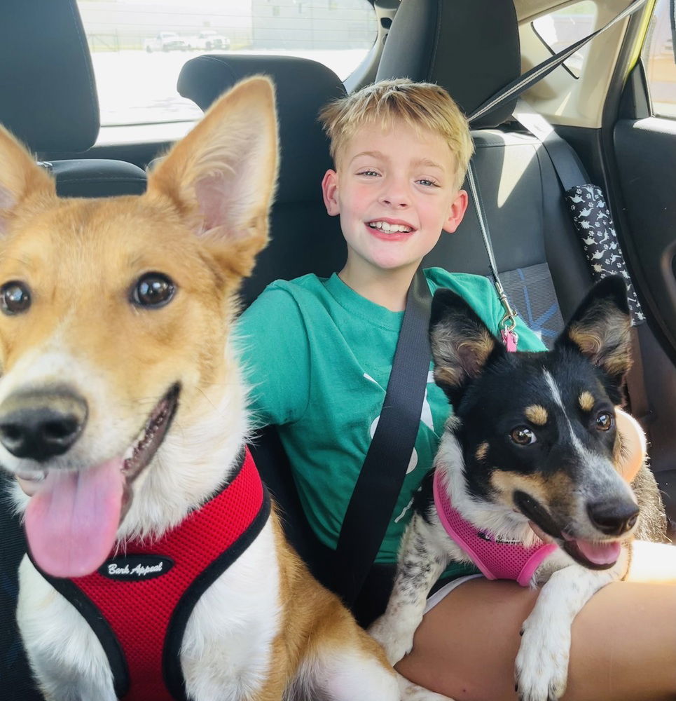 Gus (NKA Zero), an adoptable Corgi in Columbia, TN, 38401 | Photo Image 3
