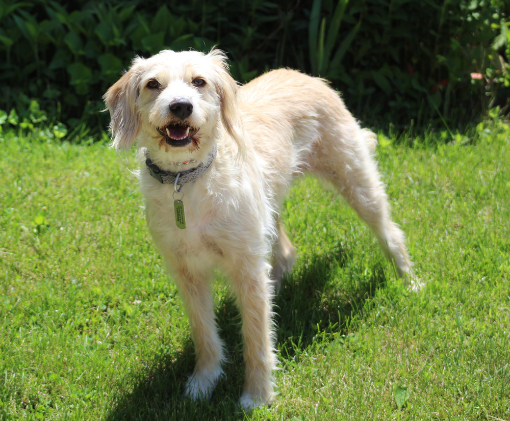 Mags, an adoptable Goldendoodle, Golden Retriever in Lafayette, IN, 47909 | Photo Image 1