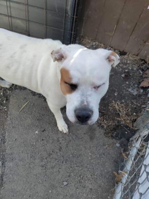 Iris, Adult Female Pit Bull Terrier