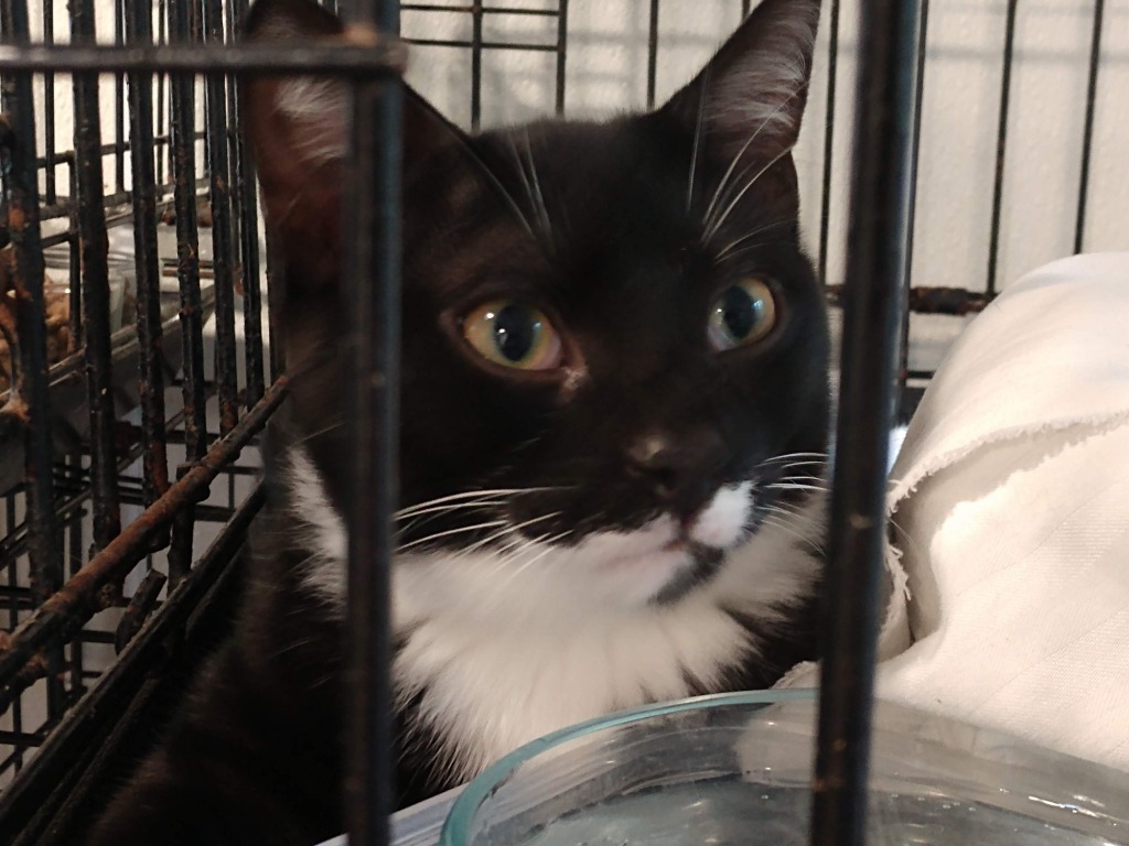Salem (100% sponsored)