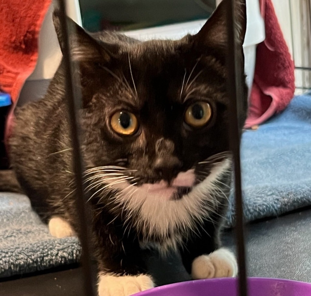 Salem (100% sponsored)