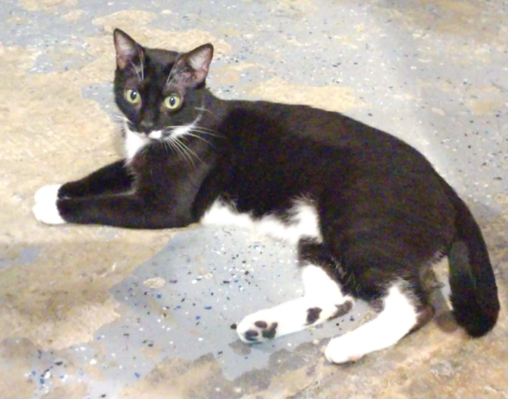 Salem (100% sponsored)