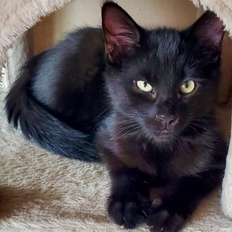 Todd, an adoptable Domestic Short Hair in Meridian, ID, 83680 | Photo Image 1