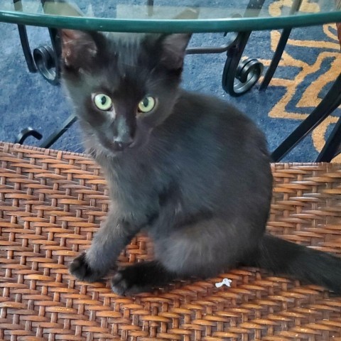 Todd, an adoptable Domestic Short Hair in Meridian, ID, 83680 | Photo Image 2