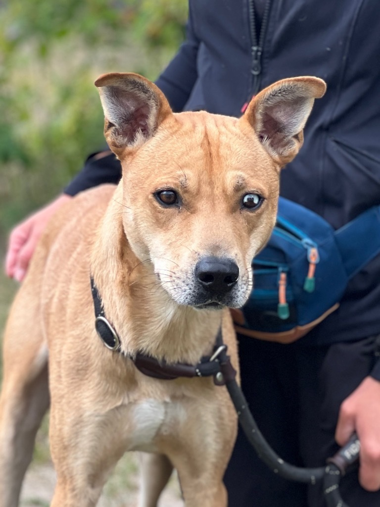 Ezra, an adoptable Labrador Retriever, Mixed Breed in Muskegon, MI, 49442 | Photo Image 1
