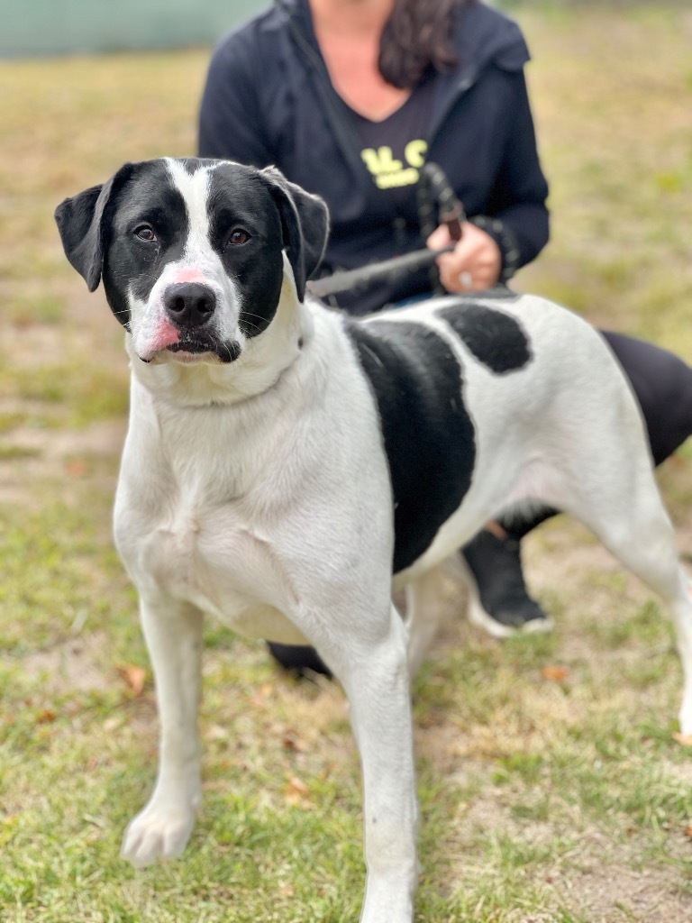 Gabbie, an adoptable Border Collie, Spaniel in Muskegon, MI, 49442 | Photo Image 1