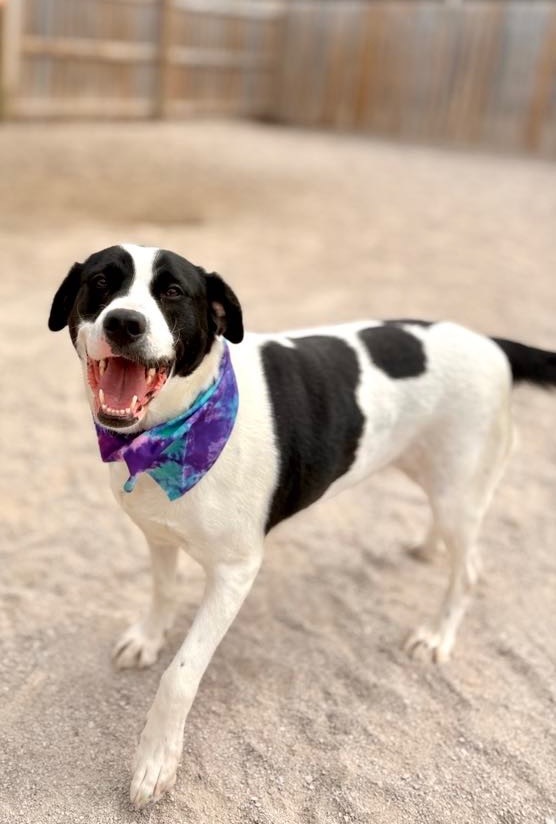 Gabbie, an adoptable Border Collie, Spaniel in Muskegon, MI, 49442 | Photo Image 1