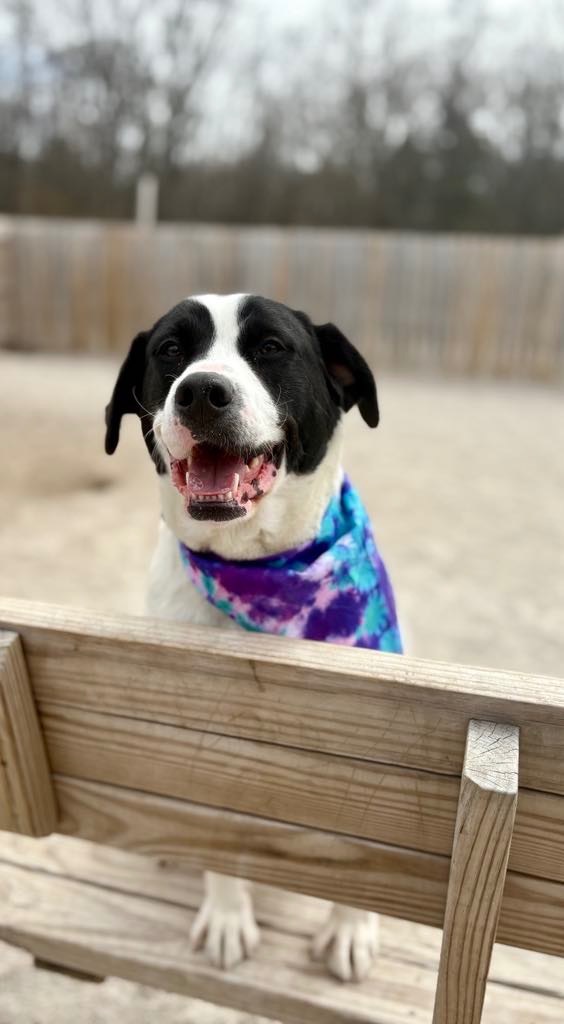 Gabbie, an adoptable Border Collie, Spaniel in Muskegon, MI, 49442 | Photo Image 3