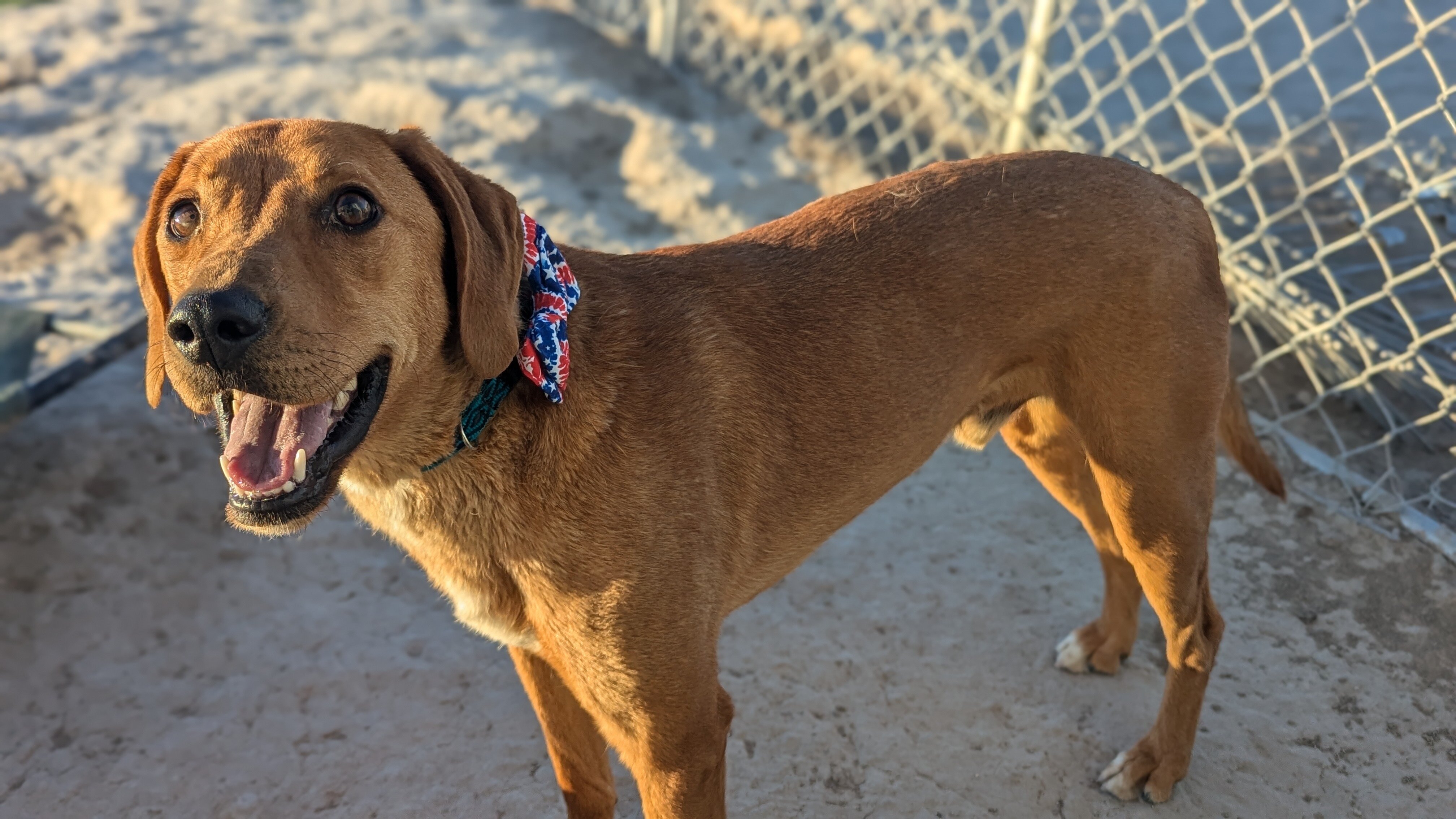 Red, an adoptable Redbone Coonhound in Castle Dale, UT, 84513 | Photo Image 1