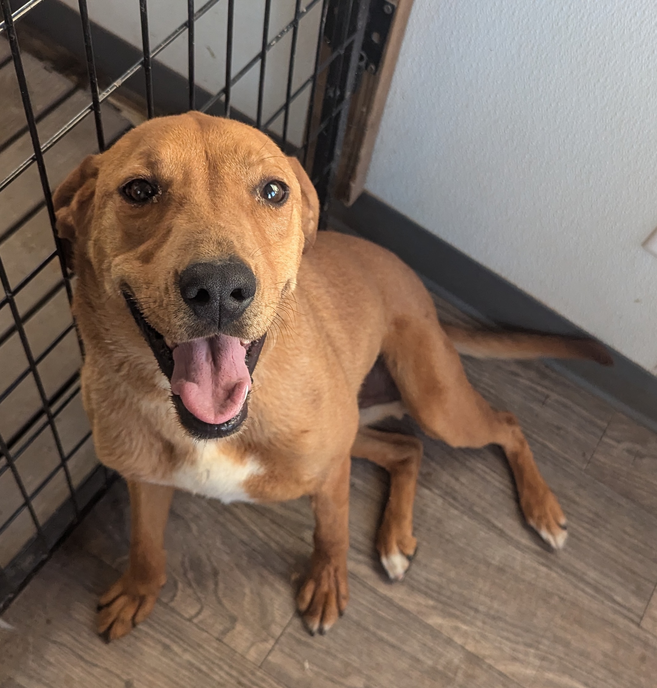 Red, an adoptable Redbone Coonhound in Castle Dale, UT, 84513 | Photo Image 2