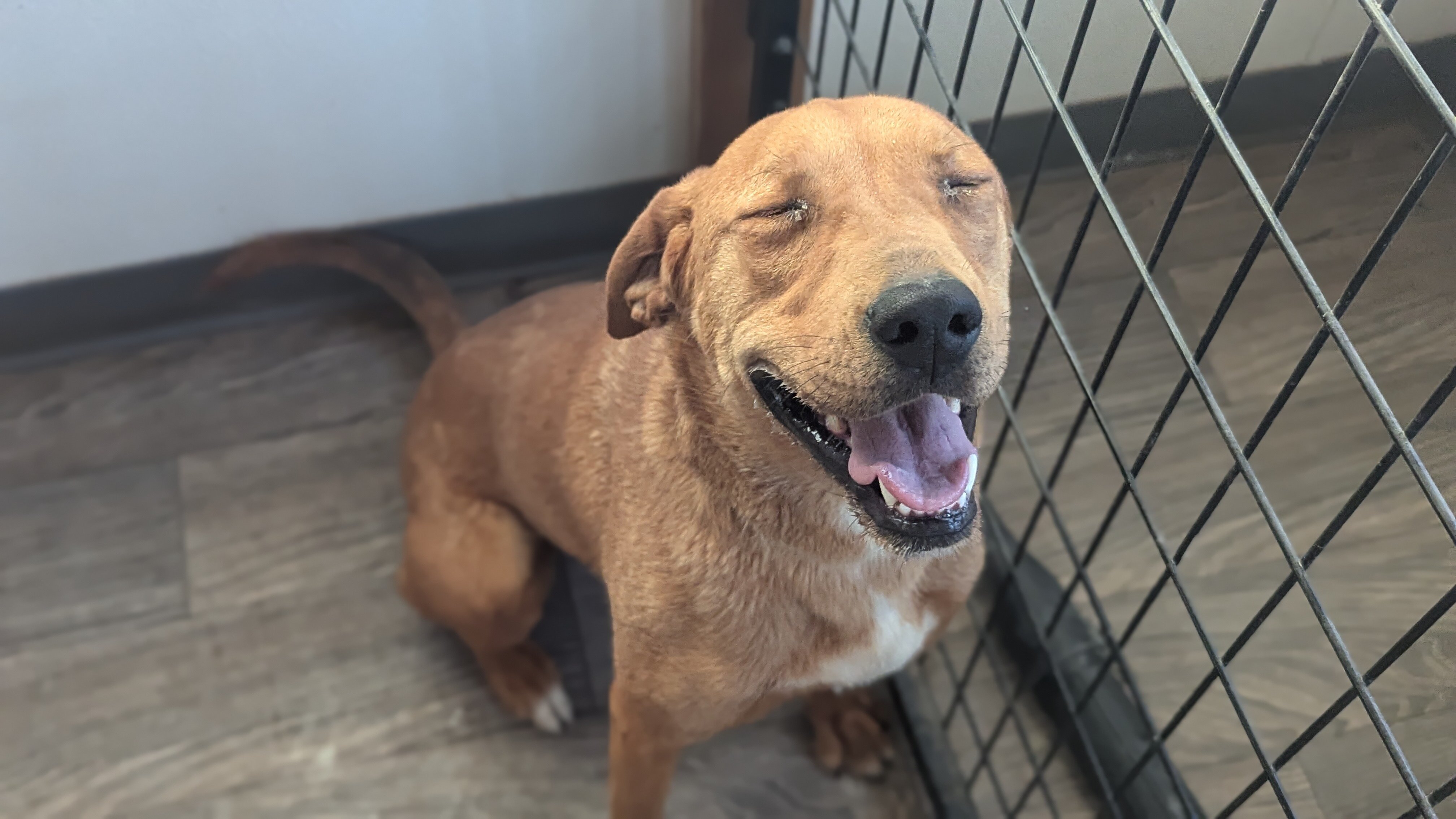 Red, an adoptable Redbone Coonhound in Castle Dale, UT, 84513 | Photo Image 3