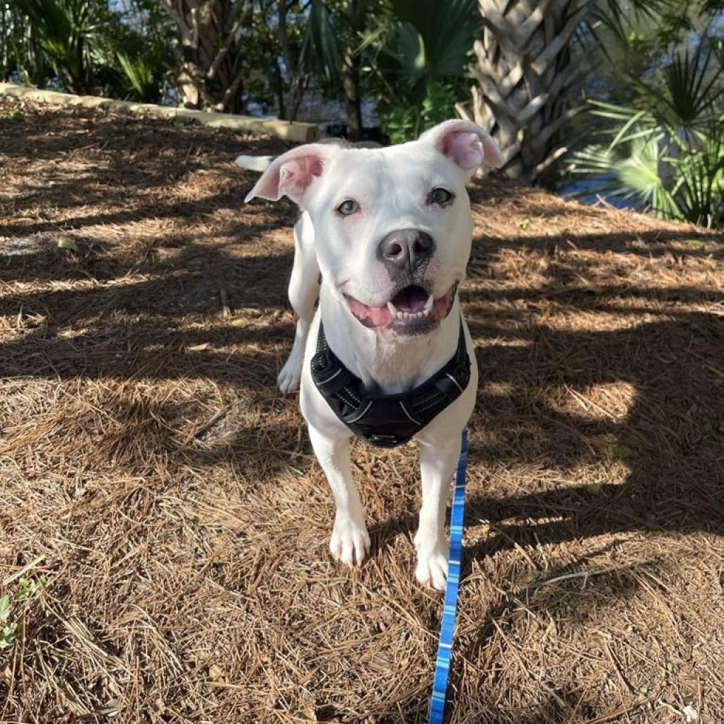 Clarabelle