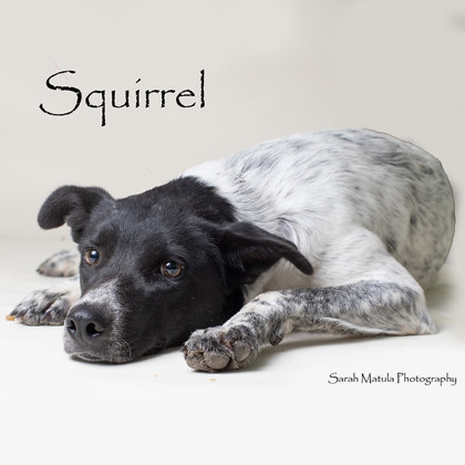 Squirrel, an adoptable Border Collie, Mixed Breed in Ruidoso, NM, 88345 | Photo Image 1