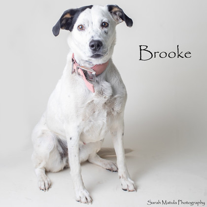 Brooke, an adoptable Australian Cattle Dog / Blue Heeler, Mixed Breed in Ruidoso, NM, 88345 | Photo Image 1